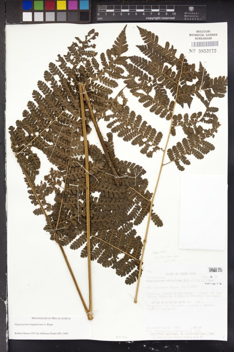 Megalastrum longipilosum photo 2