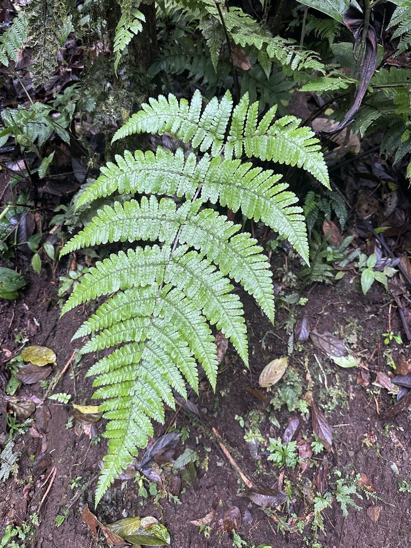 Megalastrum lunense
