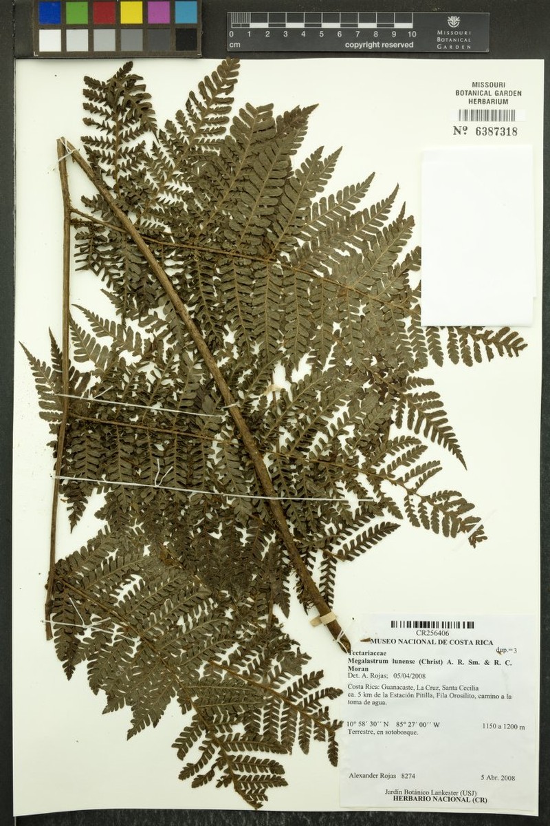 Megalastrum lunense photo 3