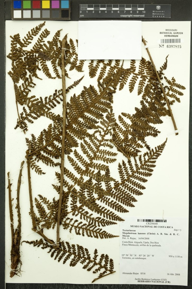Megalastrum lunense photo 4
