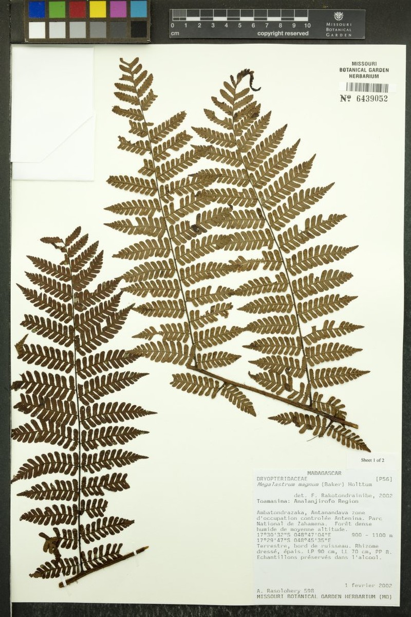 Megalastrum magnum