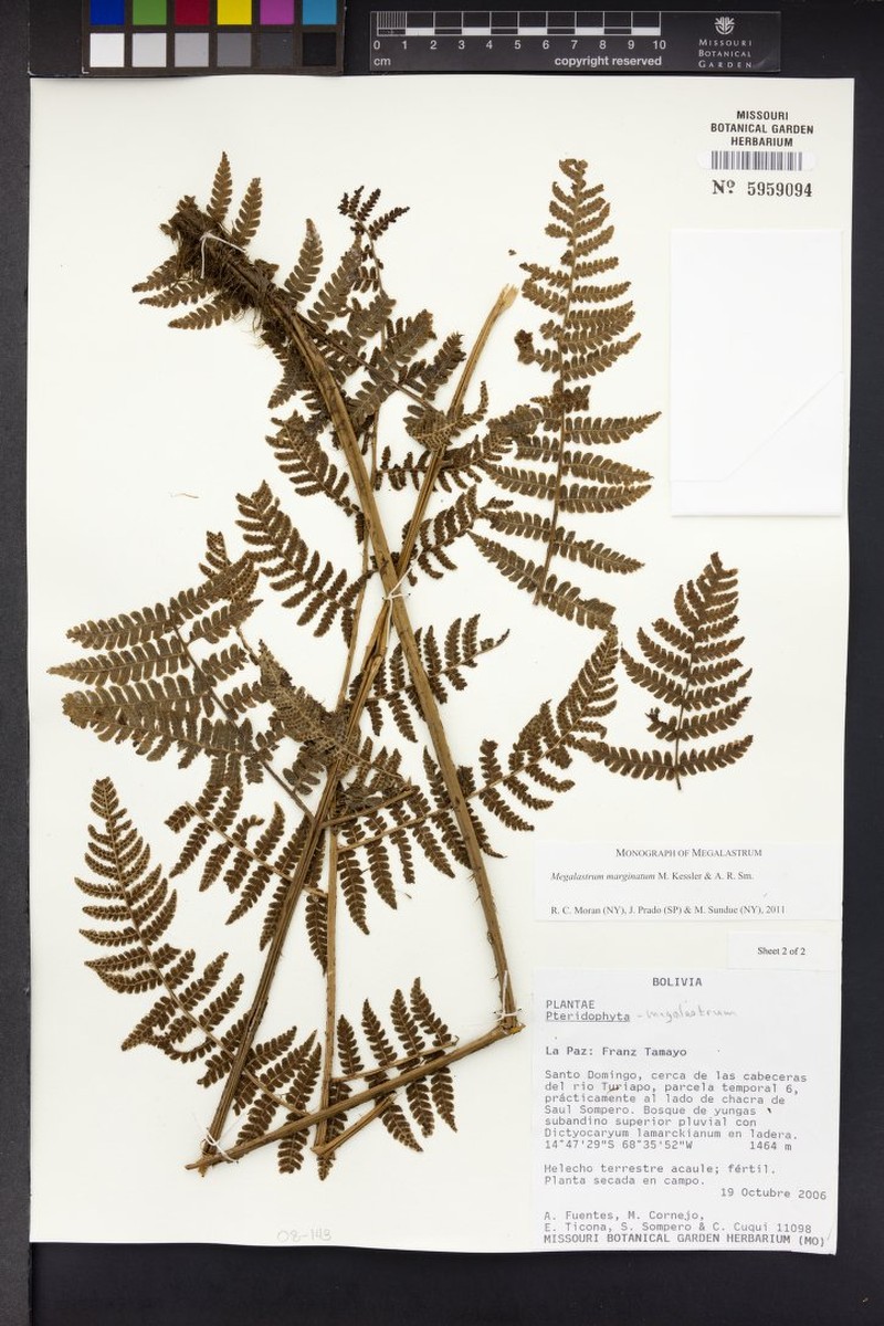 Megalastrum marginatum