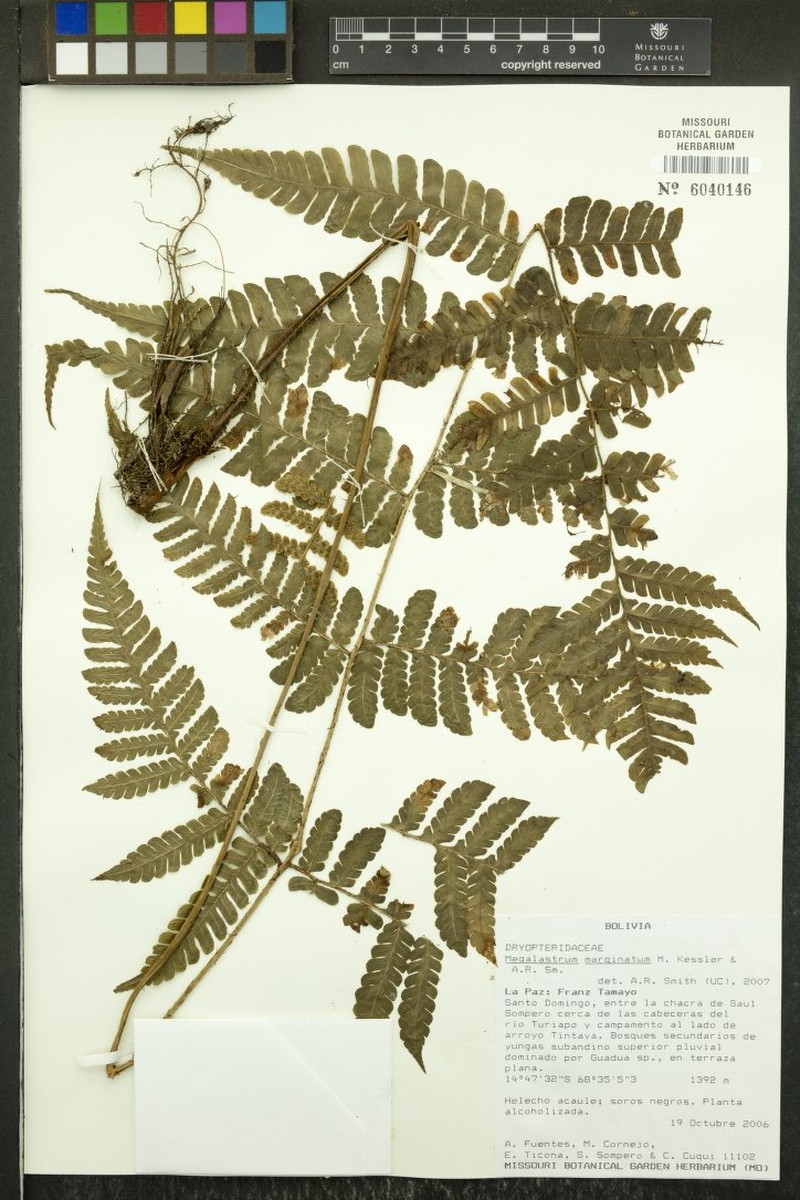 Megalastrum marginatum photo 2