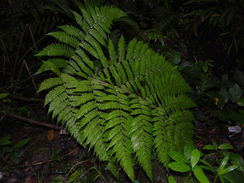Megalastrum martinicense