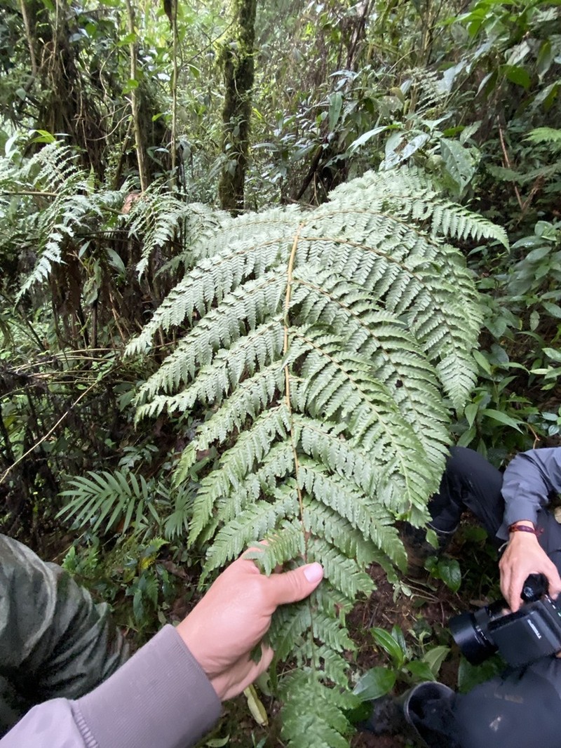 Megalastrum martinicense photo 3
