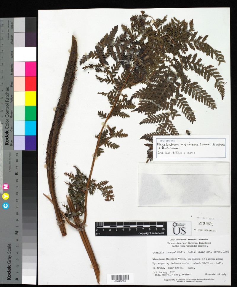 Megalastrum masafuerae