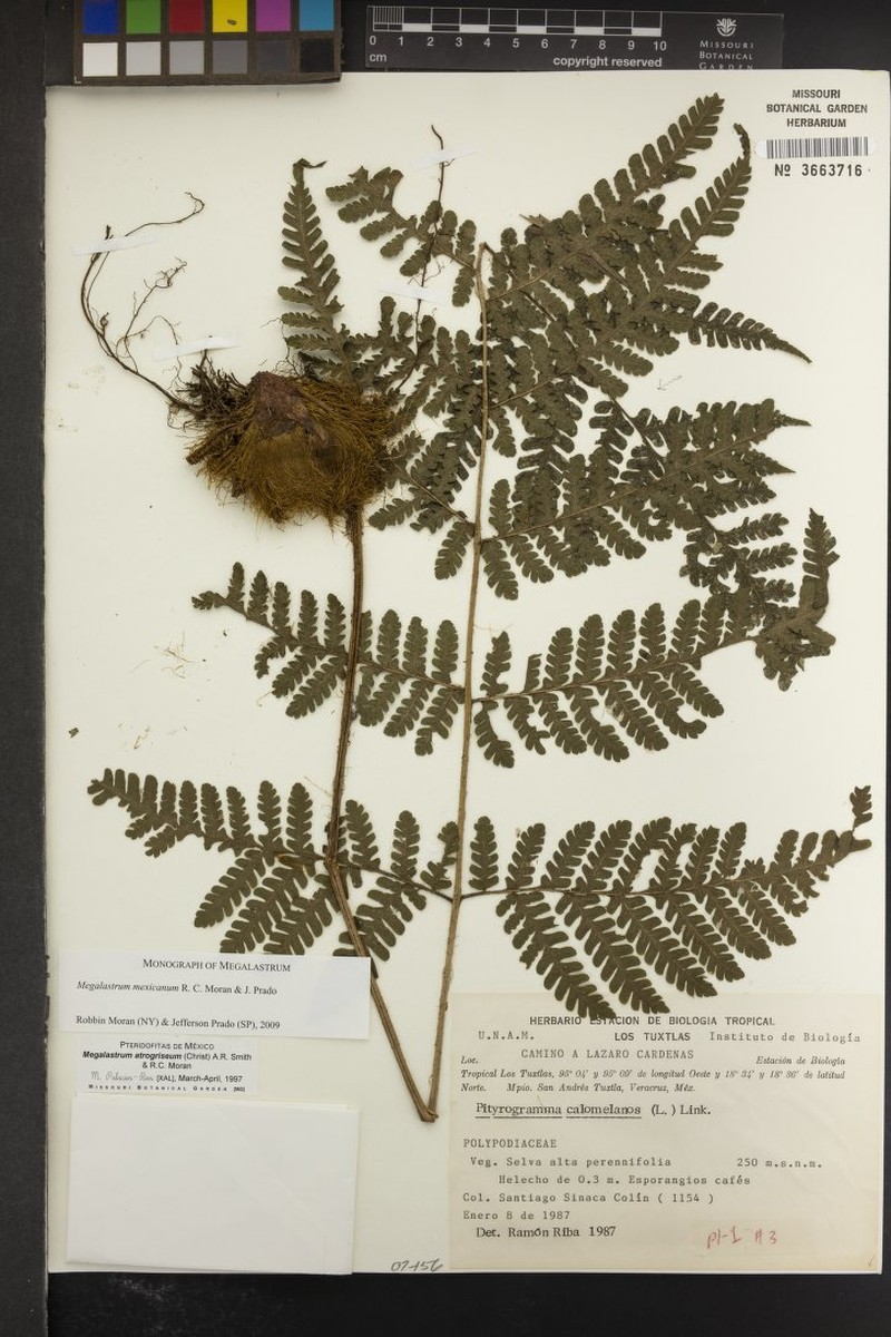 Megalastrum mexicanum