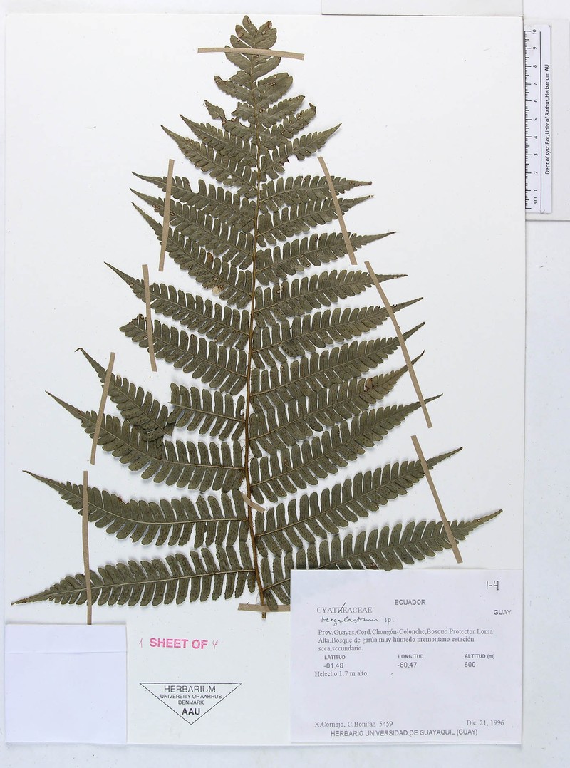 Megalastrum microsorum