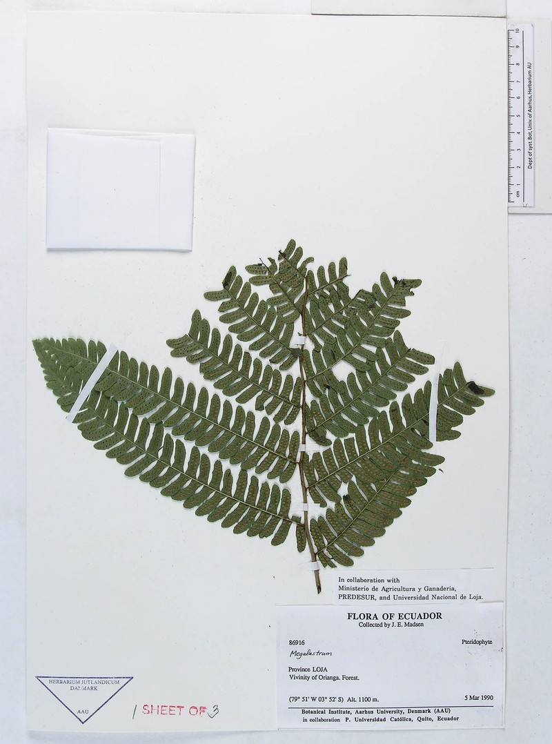 Megalastrum microsorum photo 2