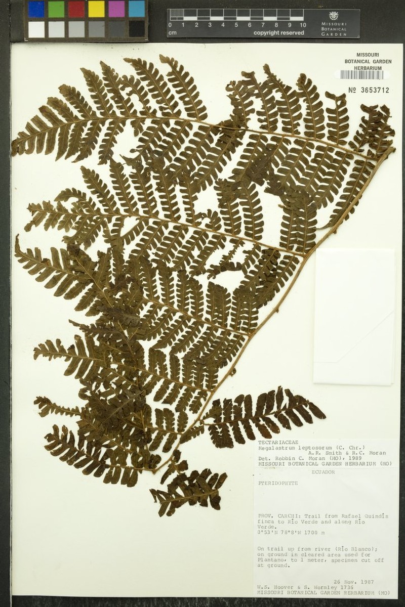 Megalastrum microsorum photo 3