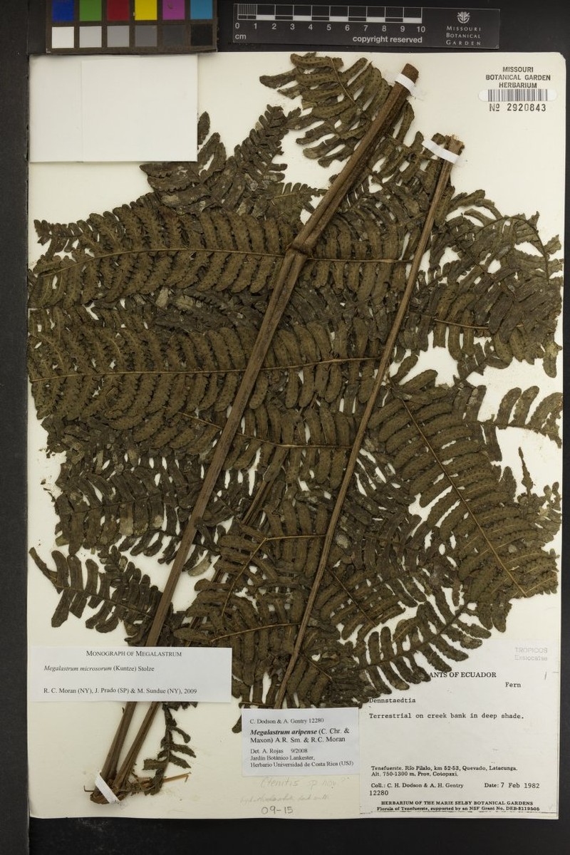 Megalastrum microsorum photo 4