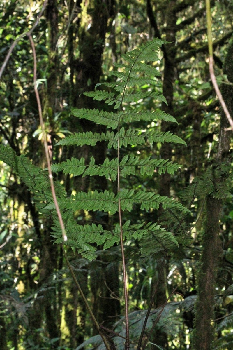 Megalastrum miscellum