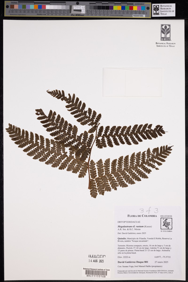 Megalastrum miscellum photo 3