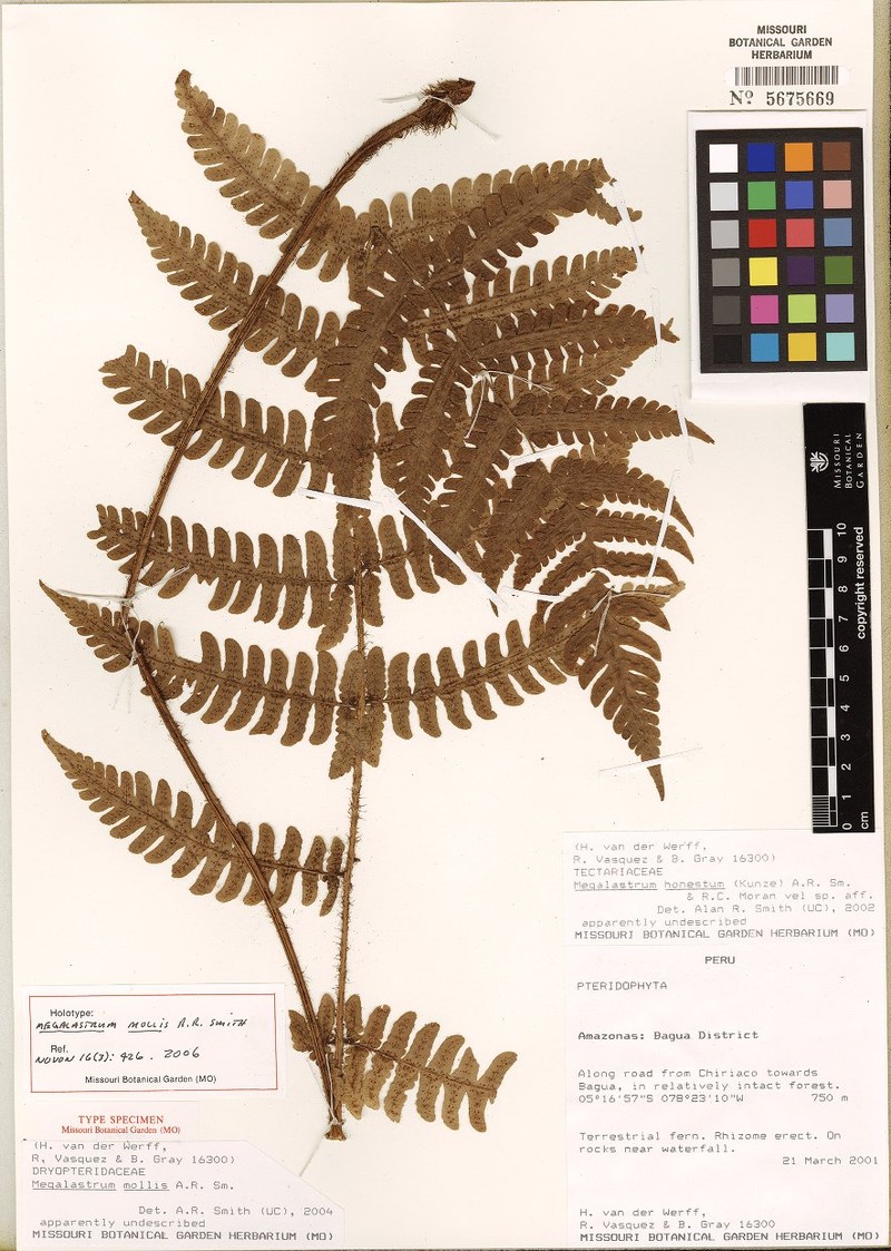 Megalastrum molle