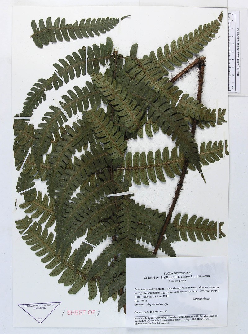 Megalastrum molle photo 3