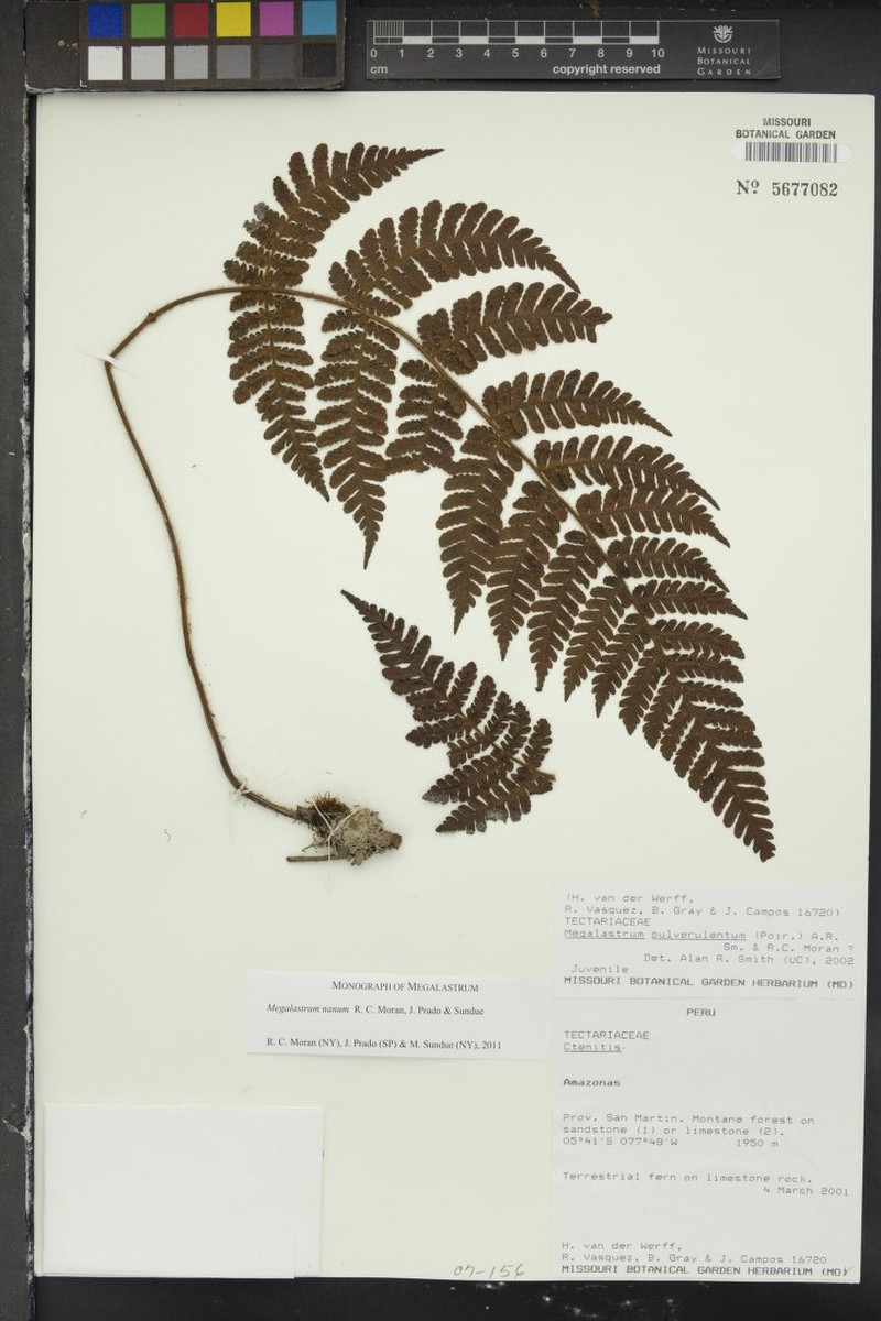 Megalastrum nanum