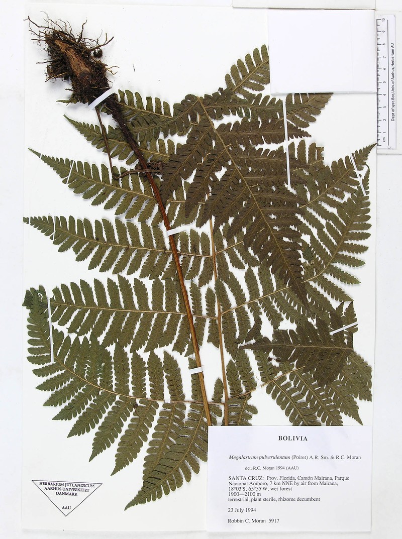 Megalastrum nanum photo 2
