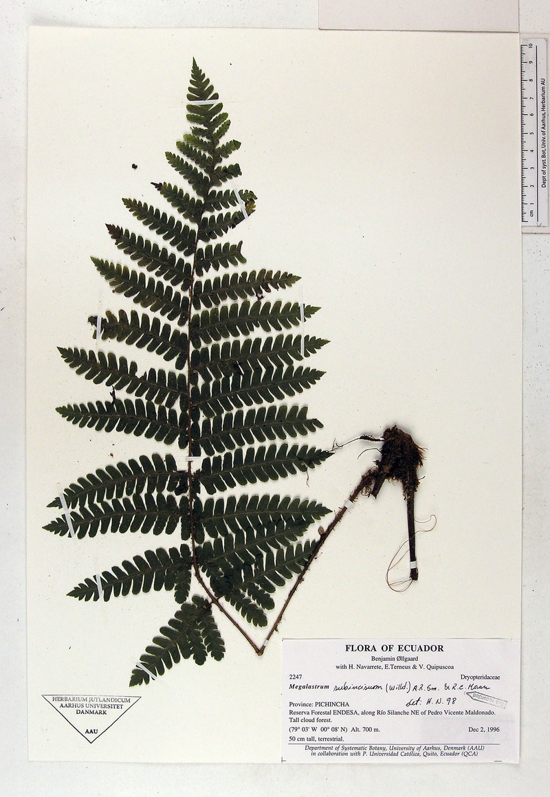 Megalastrum obtusum