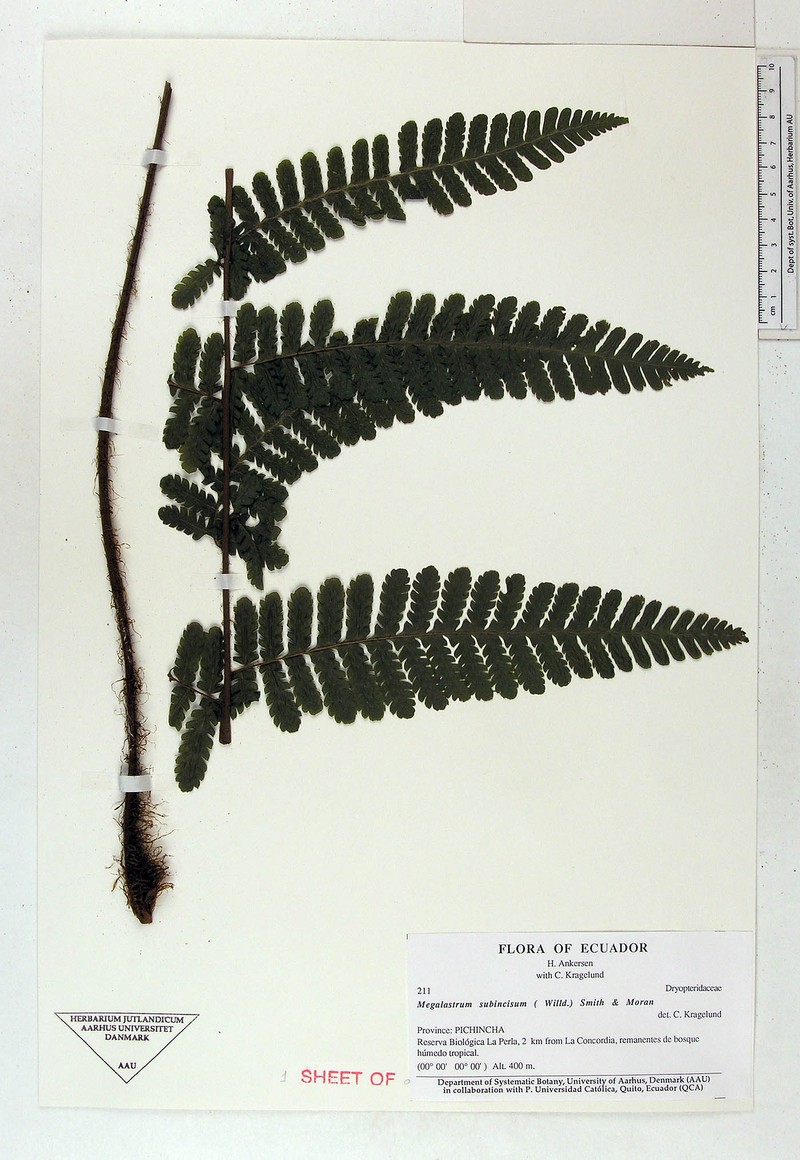 Megalastrum obtusum photo 2