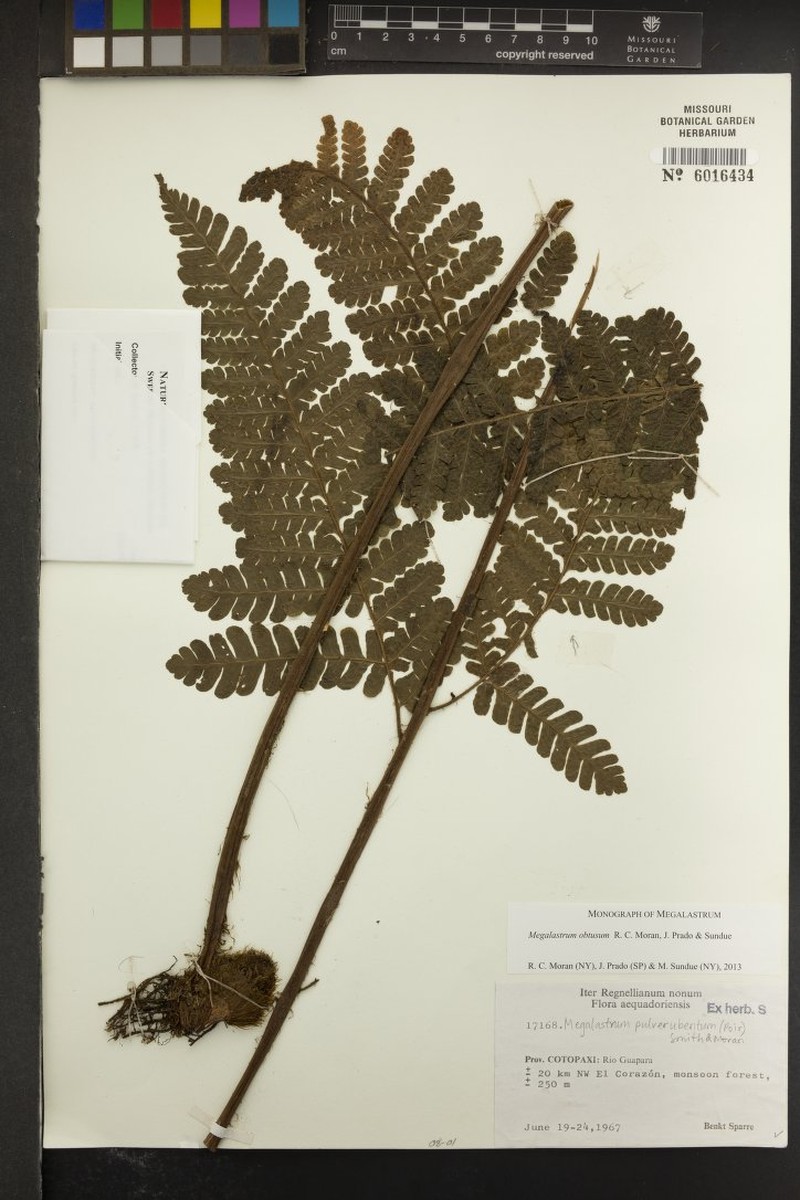 Megalastrum obtusum photo 3
