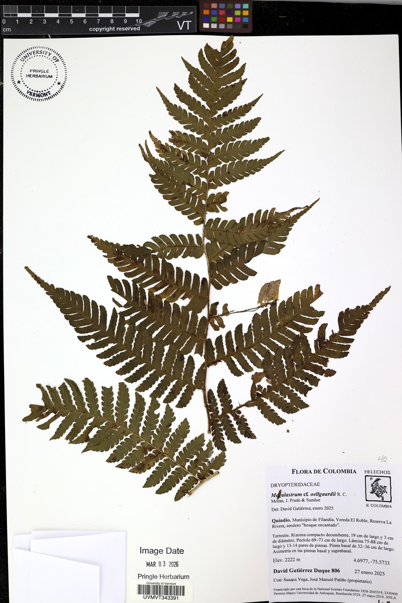 Megalastrum oellgaardii