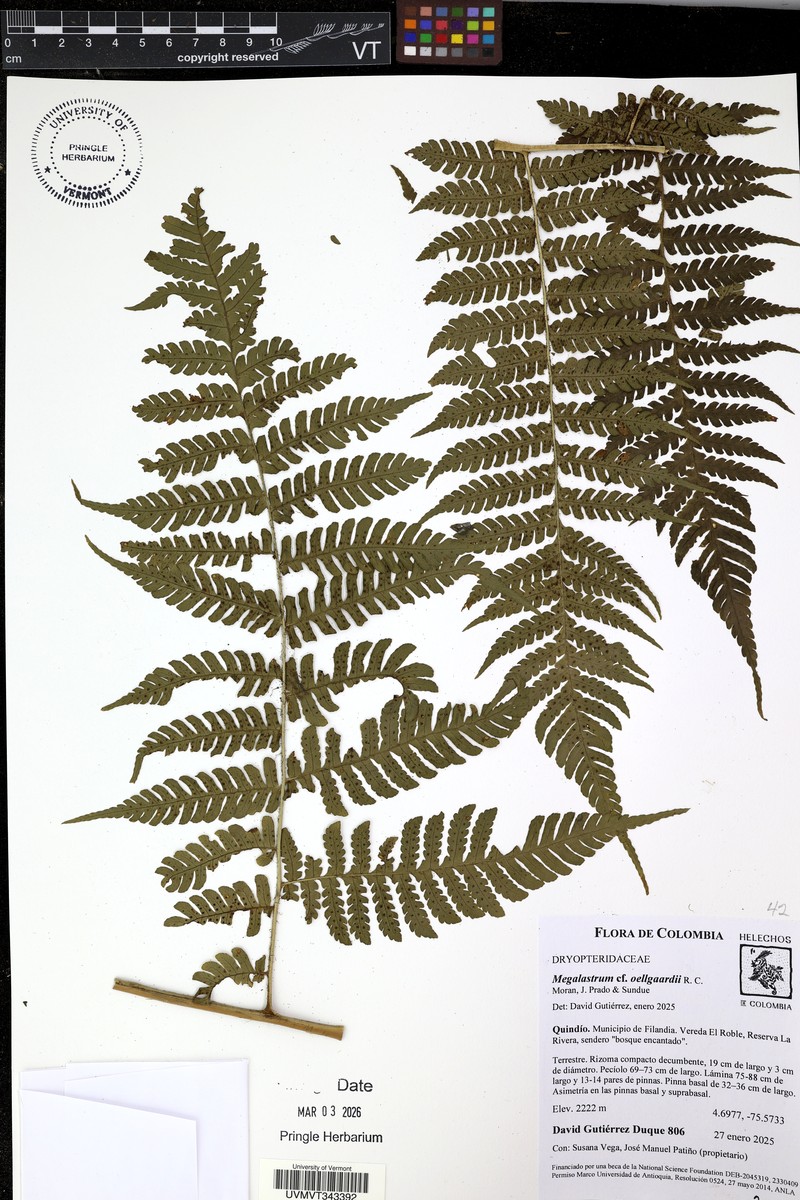 Megalastrum oellgaardii photo 2