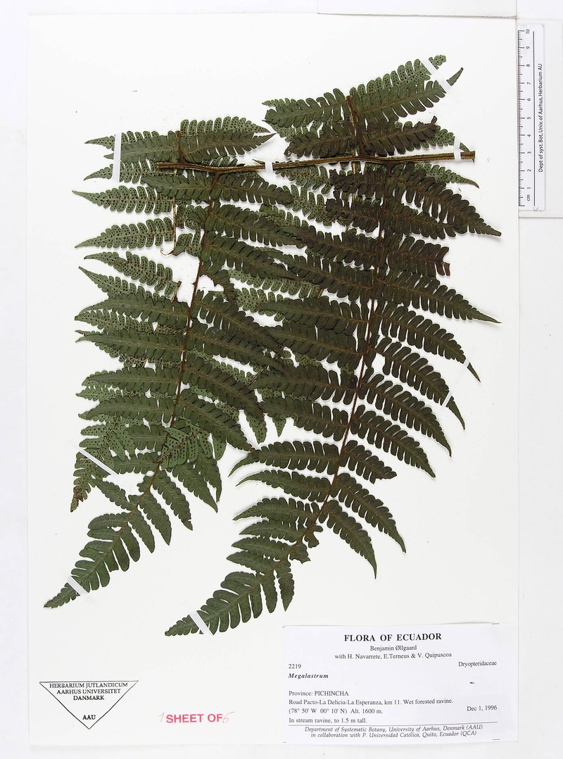 Megalastrum oellgaardii photo 3