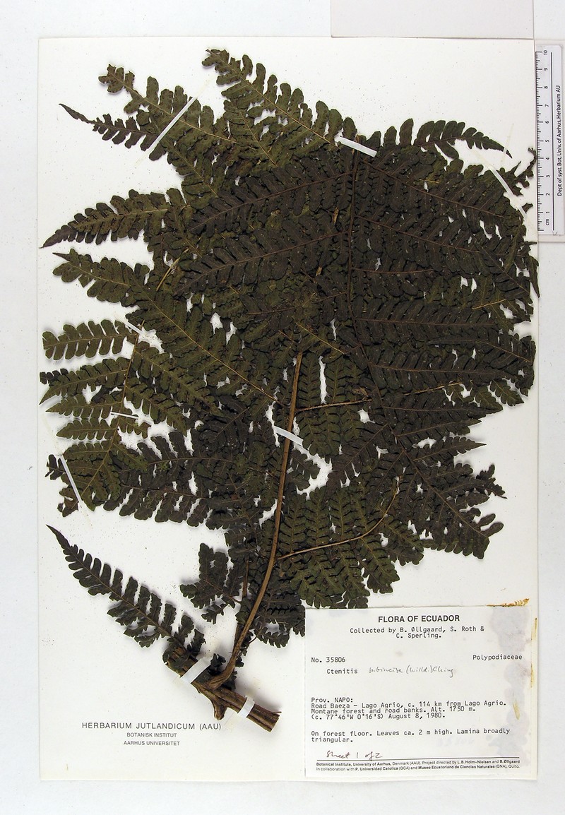 Megalastrum oellgaardii photo 4