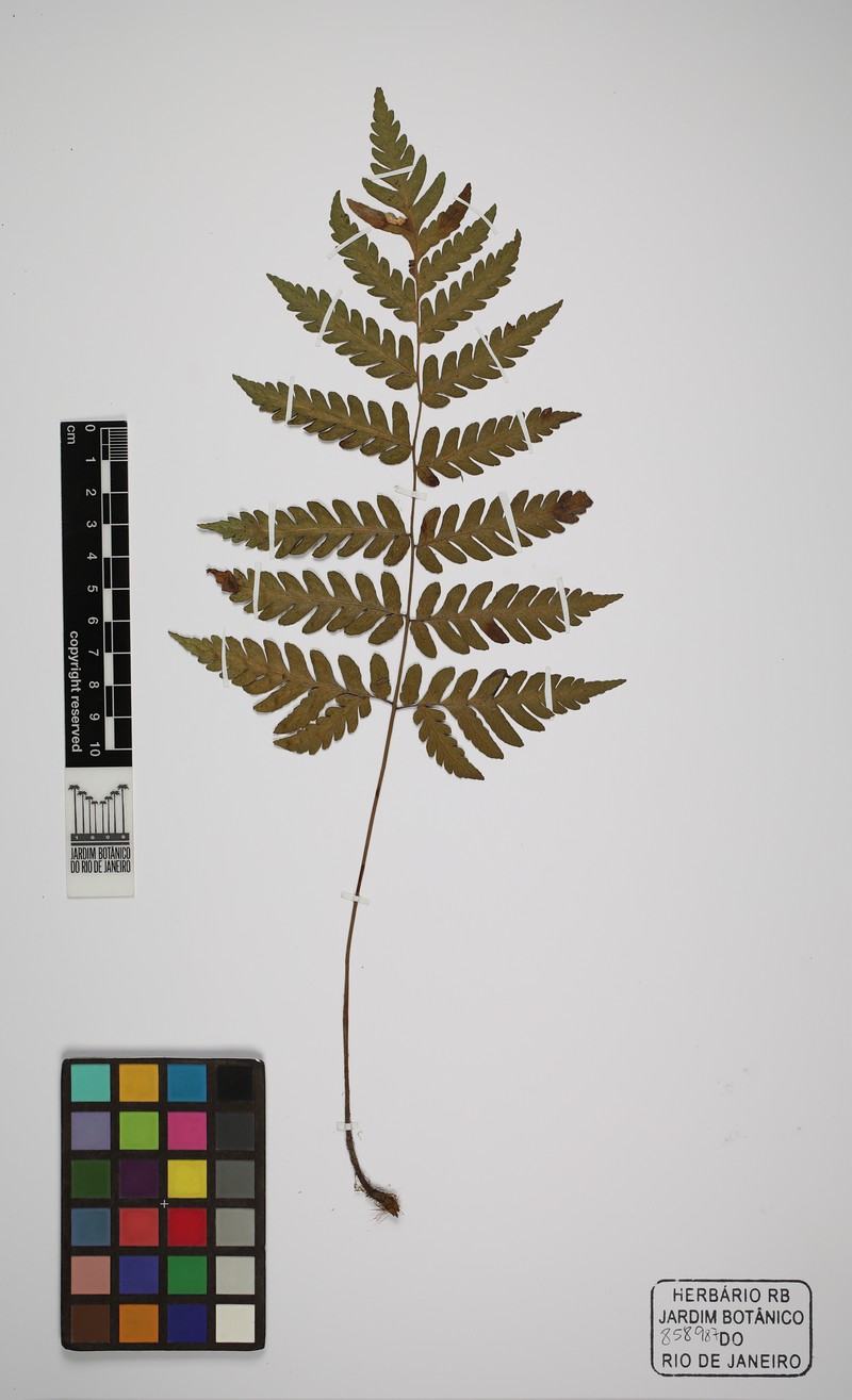 Megalastrum oreocharis
