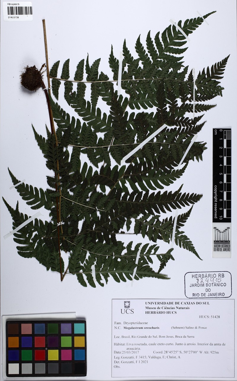 Megalastrum oreocharis photo 2
