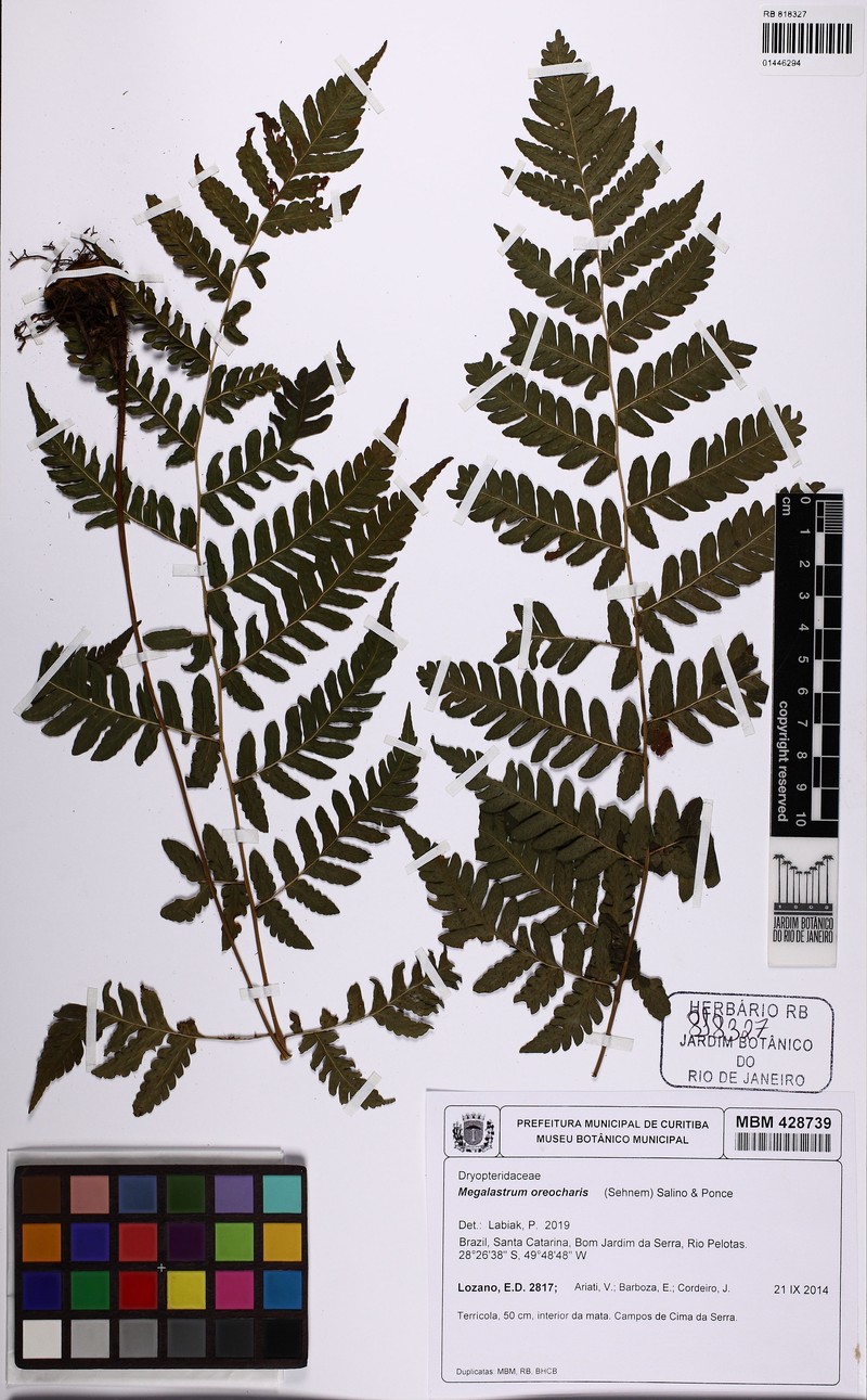 Megalastrum oreocharis photo 3