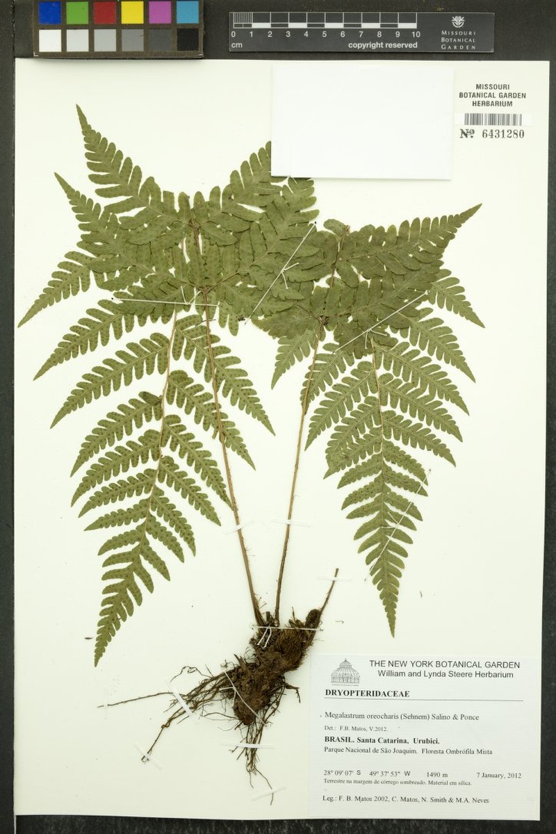 Megalastrum oreocharis photo 4