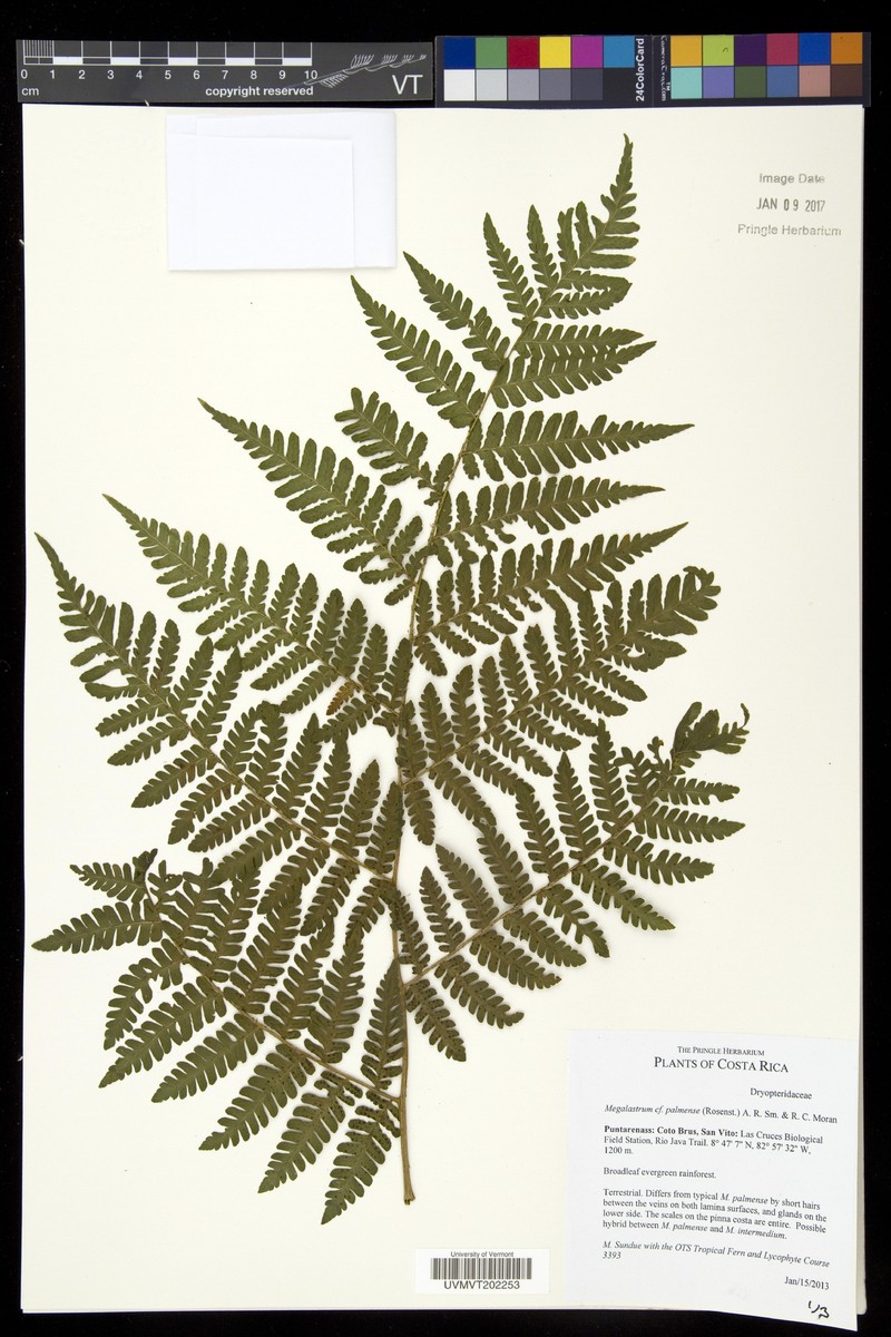 Megalastrum palmense