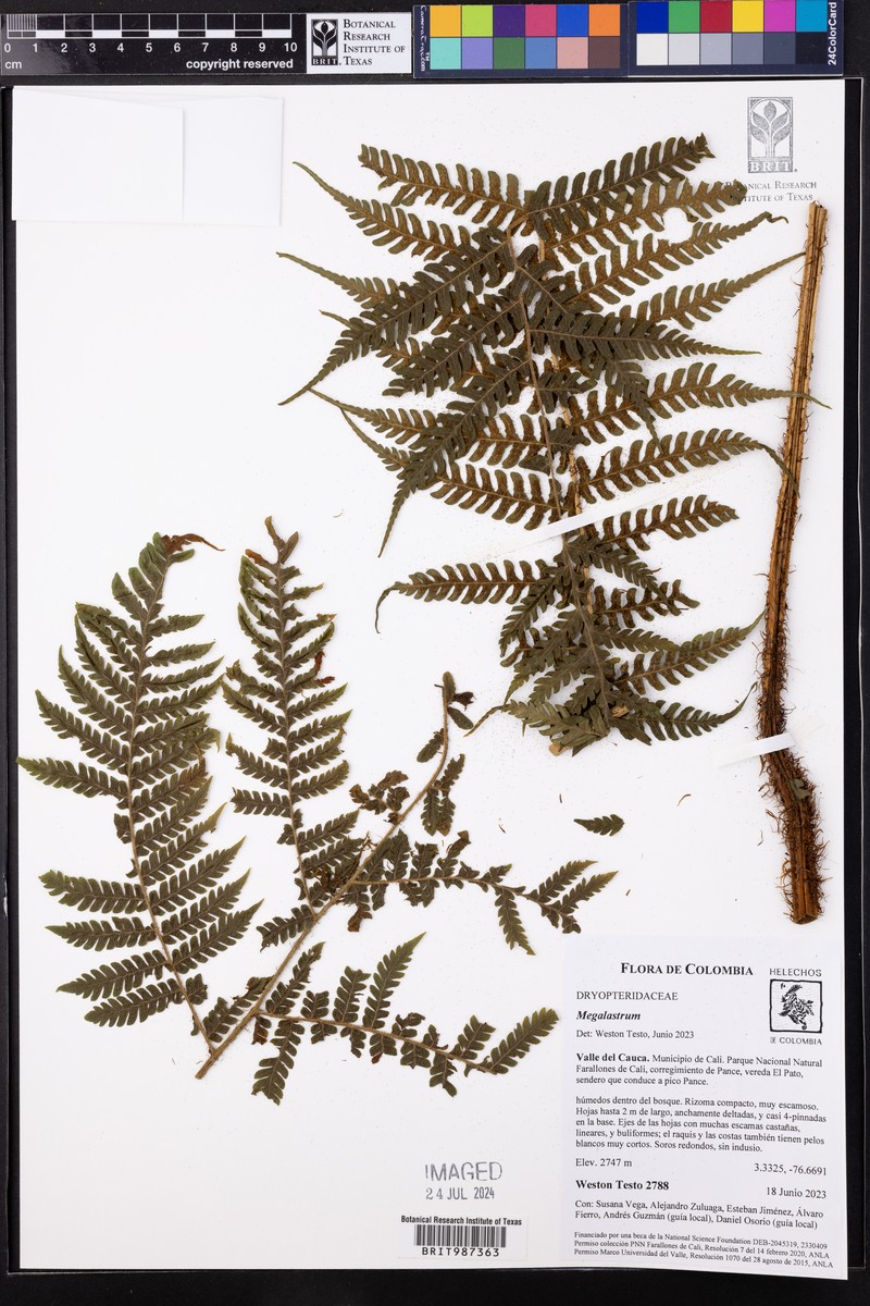 Megalastrum peruvianum