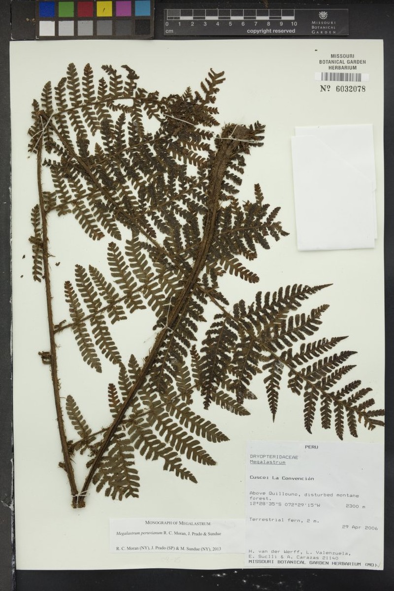 Megalastrum peruvianum photo 2