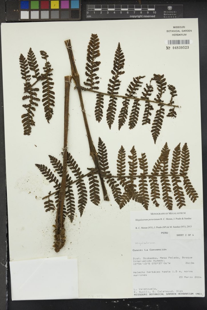 Megalastrum peruvianum photo 3