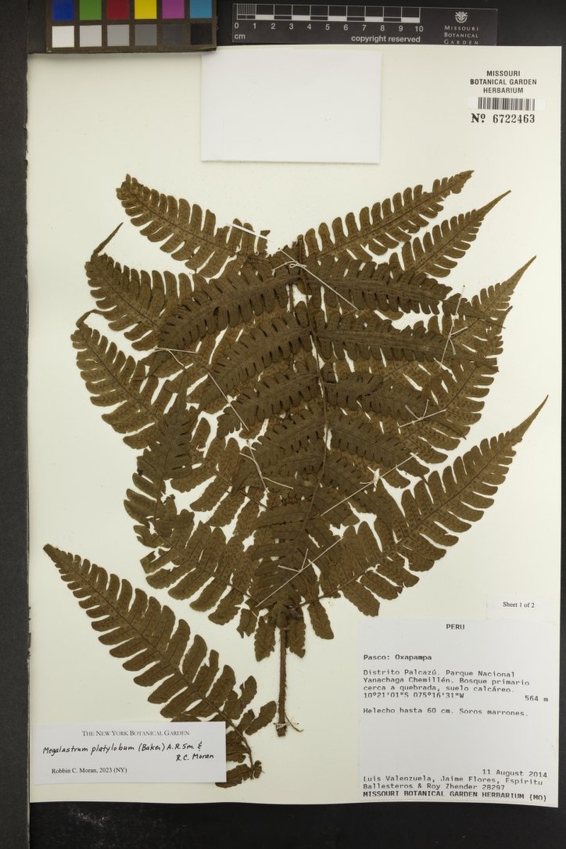 Megalastrum platylobum
