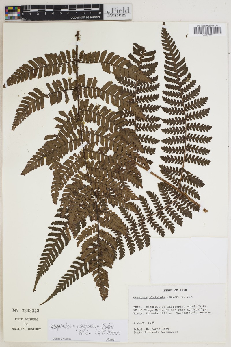 Megalastrum platylobum photo 2