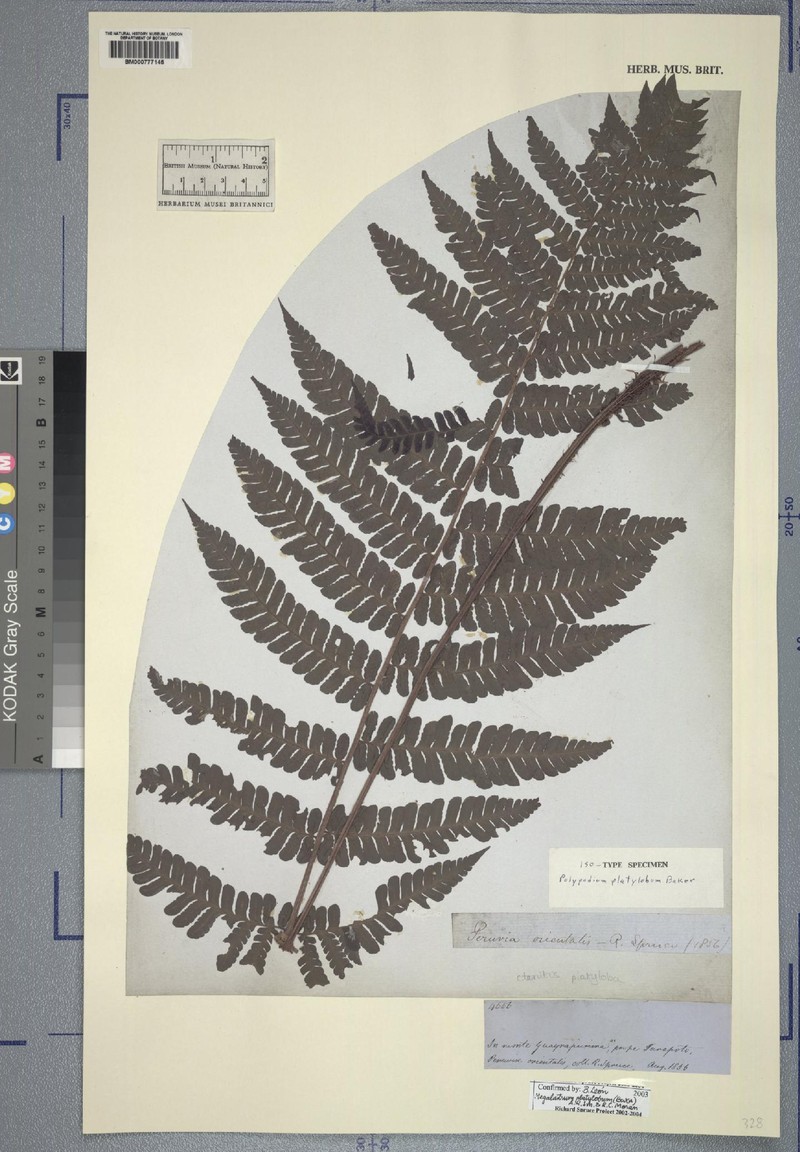 Megalastrum platylobum photo 3
