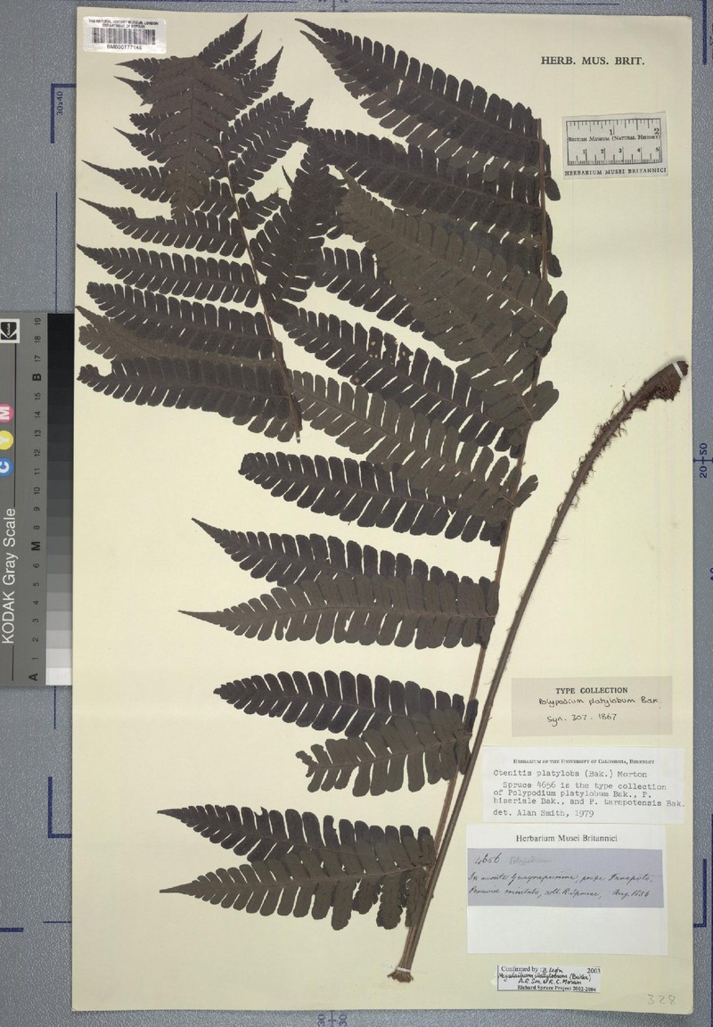 Megalastrum platylobum photo 4