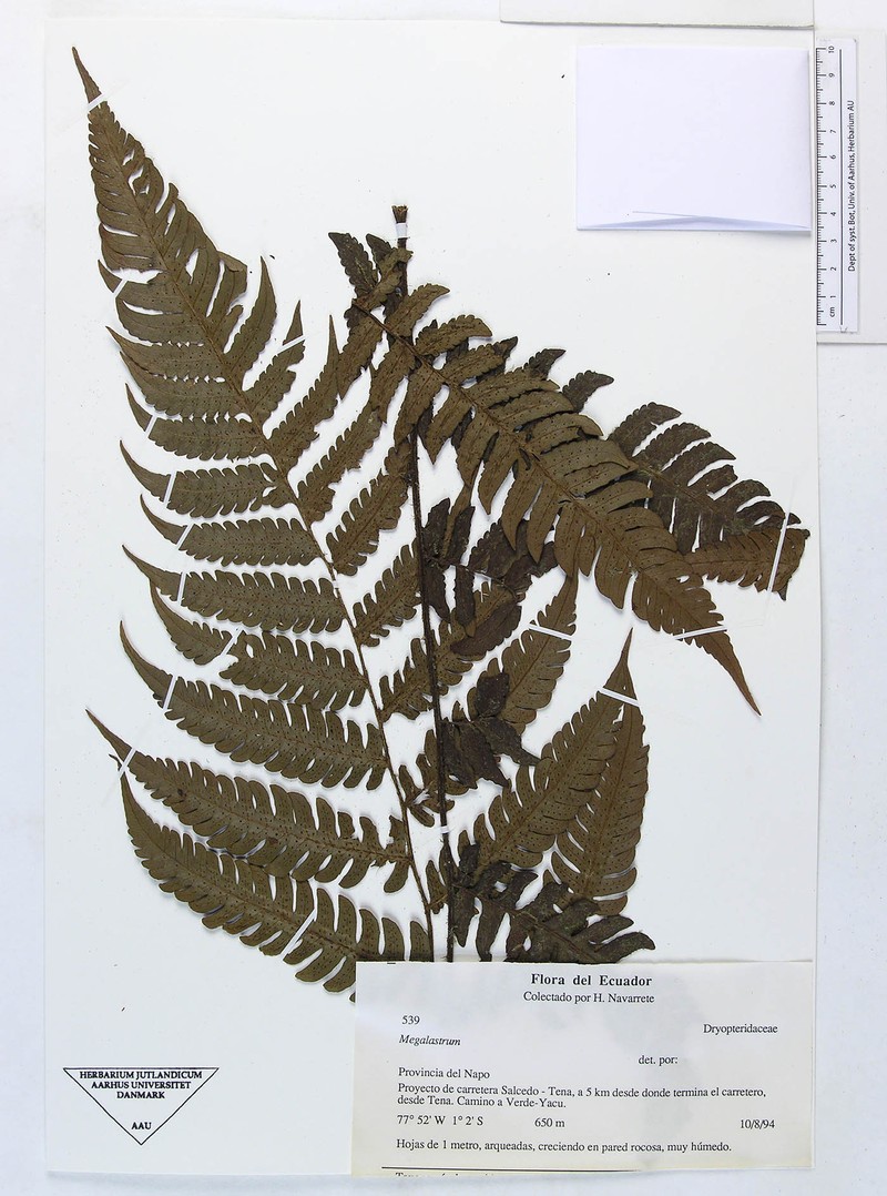 Megalastrum polybotryoides