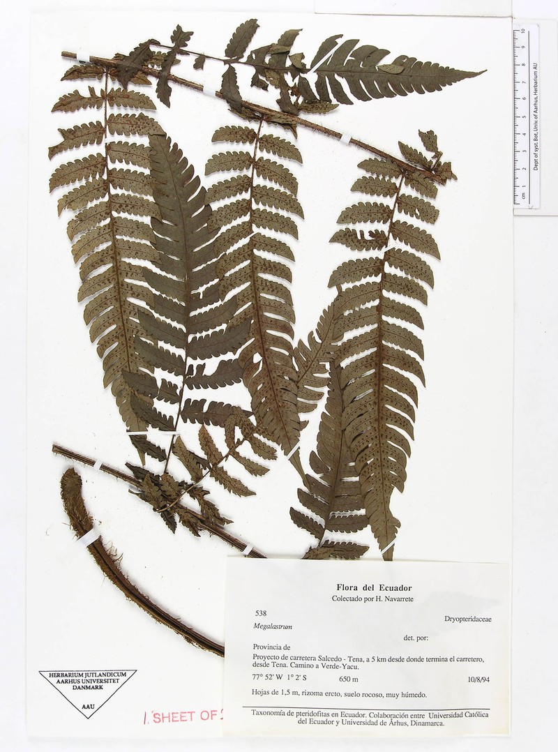 Megalastrum polybotryoides photo 2