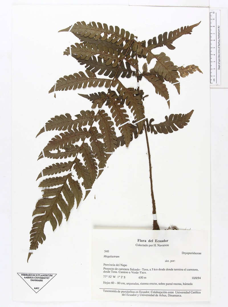 Megalastrum polybotryoides photo 3