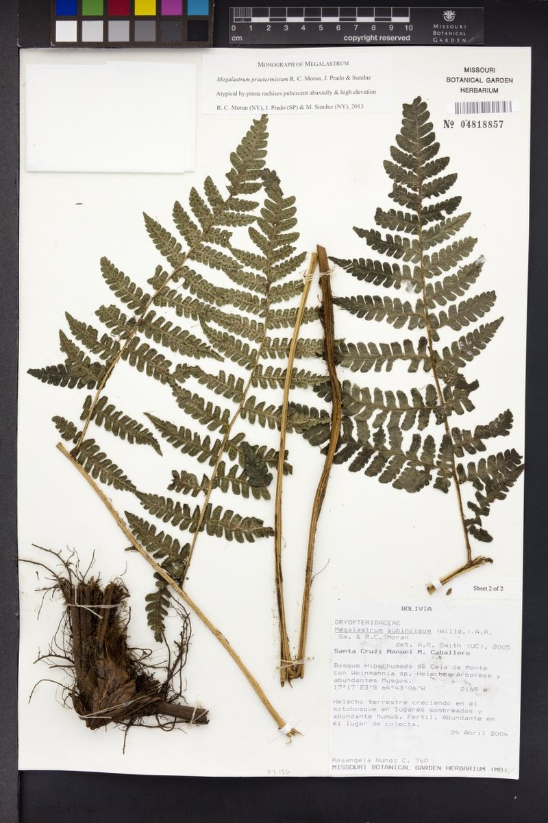 Megalastrum praetermissum
