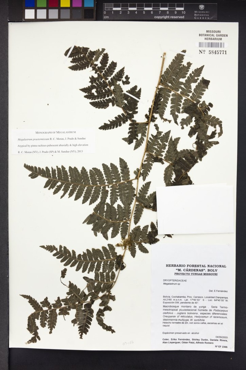 Megalastrum praetermissum photo 2
