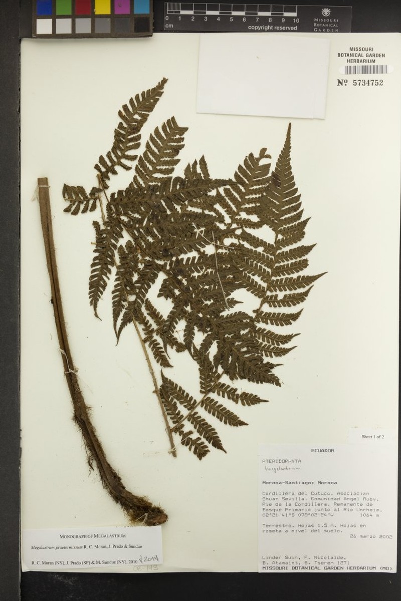 Megalastrum praetermissum photo 3