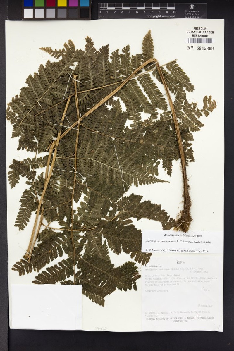 Megalastrum praetermissum photo 4