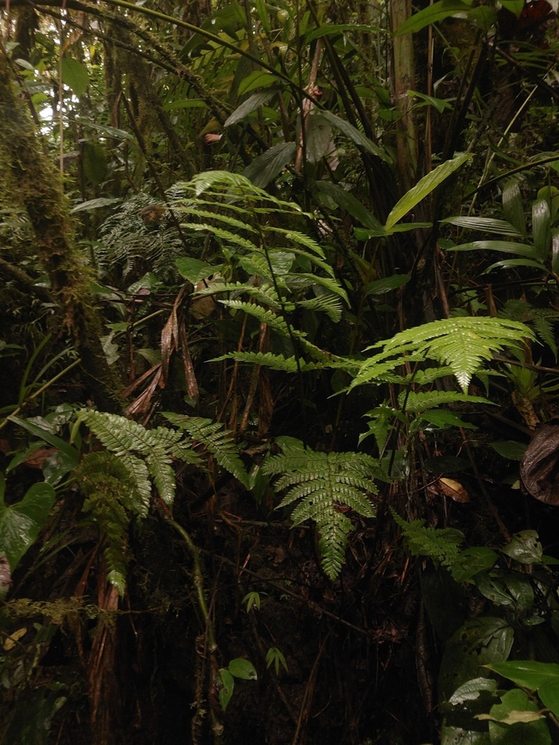 Megalastrum pubescens
