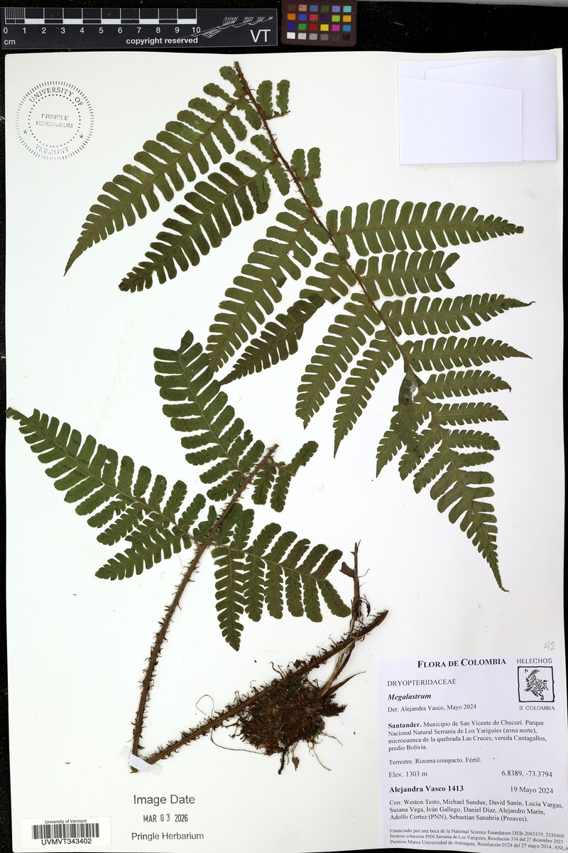 Megalastrum pubescens photo 3