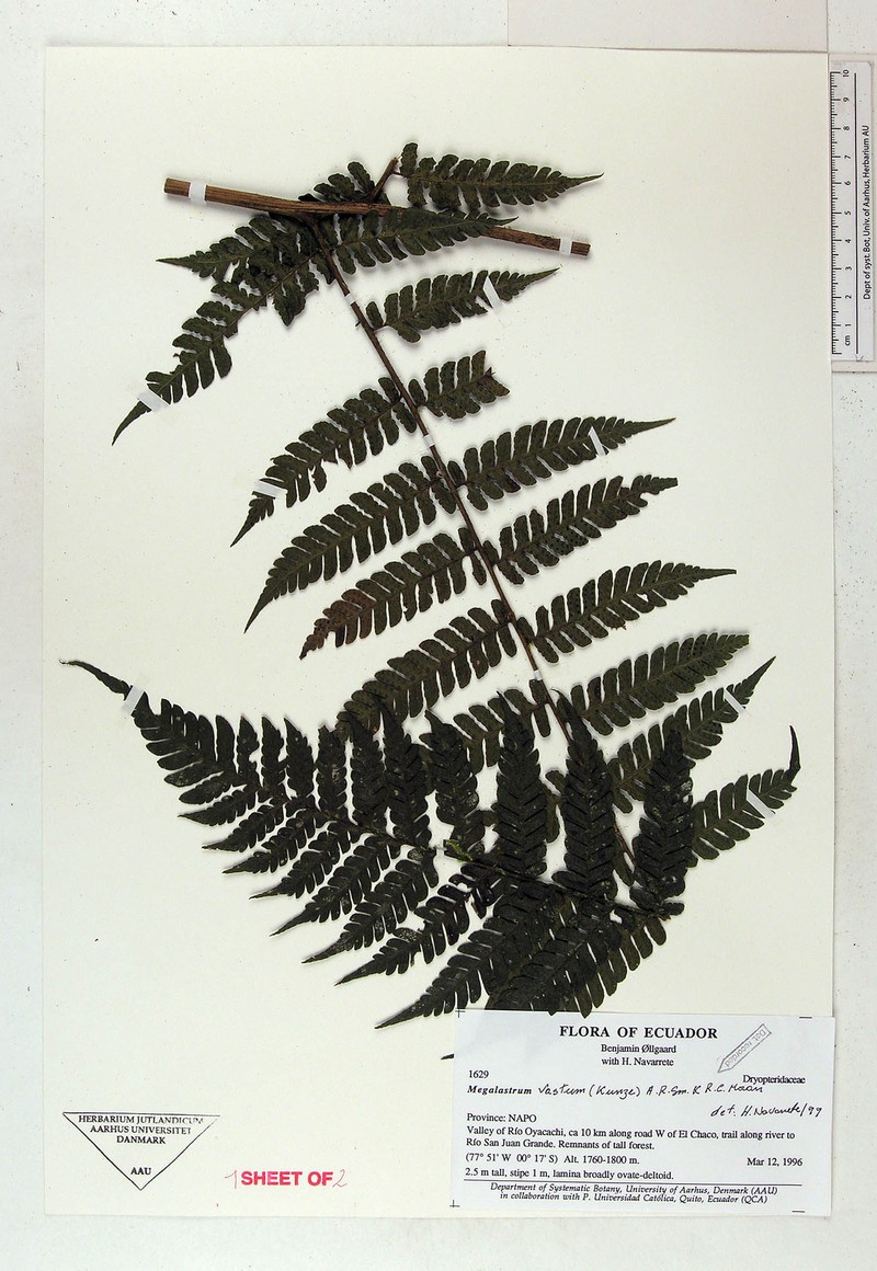 Megalastrum pubirhachis